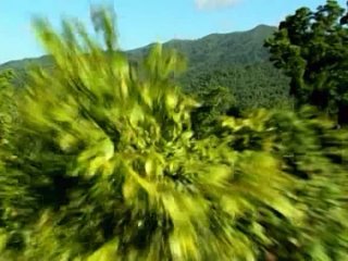 evolution of life 2 development of land