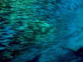 evolution of life 1 sea of ​​life