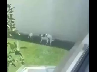 strange things are going on of course here | @videfunny