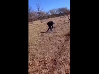 dancing | @videfunny