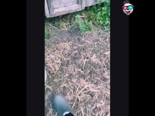 animals and people made it not possible and gave a bunch of ridiculous moments of the camera | @videfunny