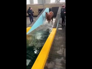horse pool | @videfunny