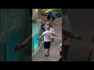 when the silence is caused by chaos tom mime seaworld comedy comedy seaworldmime funny tomthememe shorts - [eryka travel]