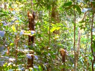 wild australia. loven of paradise birds (1994)