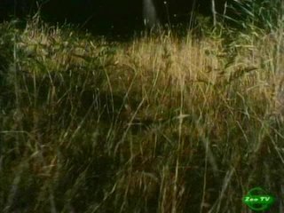 wild australia. the struggle of predators
