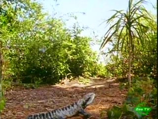 wild australia. australian lizards