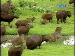 the wildlife of venezuela 6. survival strategies in nature. 2