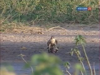 wildlife of venezuela 1. diversity of birds