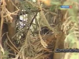 wild nature of venezuela 7. patagonian swallow