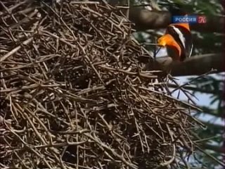 wild nature of venezuela 10. birds in paradise