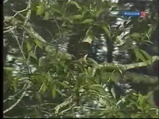 wild nature of venezuela 9. somewhere in the valleys of orinoko