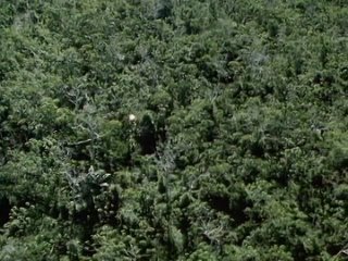 the wild world of the amazon 1