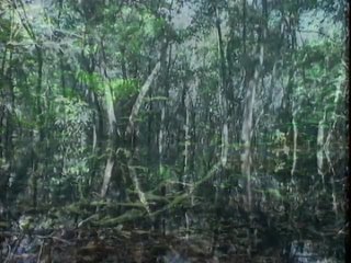 the wild world of the amazon 2