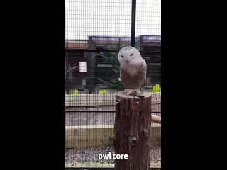 owls - truly mysterious creatures | @videfunny