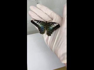 what types of butterflies come out of various dolls | @videfunny