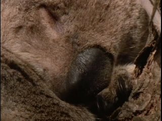 wild australia 4