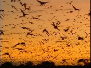 wild australia 5