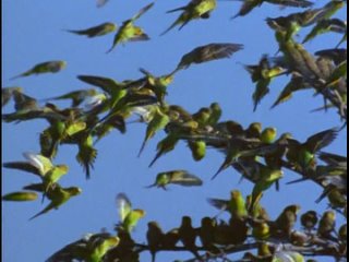 wild australia 1